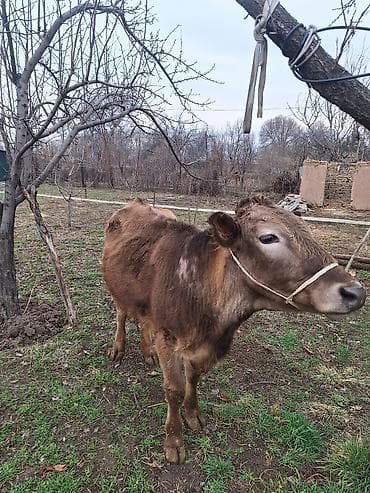 бигль собака: Продаю | Корова (самка) | Для разведения | Стельные — 4