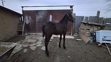 зоомагазин бишкек с животными: Продаю | Жеребенок | Полукровка | Для разведения — 10