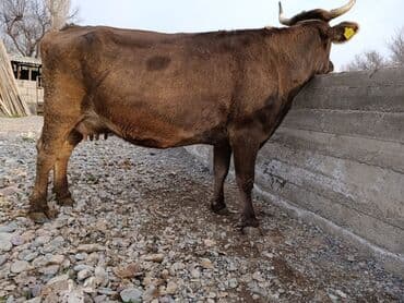 Собаки: Продаю | Корова (самка) | Швицкая | Для молока | Стельные — 10