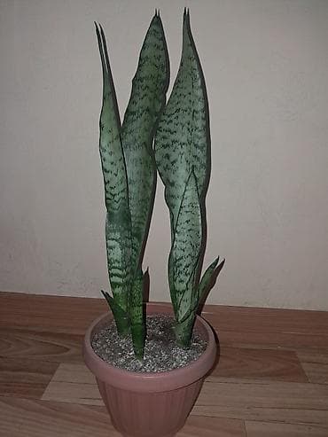 Сансевирия, 250 сом,самовывоз at lalafo.kg Сансевирия, 250 сом,самовывоз