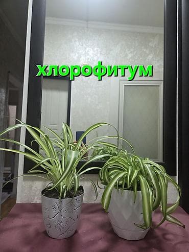 цветок кактус: Зигокактус (рождественник, шлюмбергера) штамбовой формы в горшке. - — 2