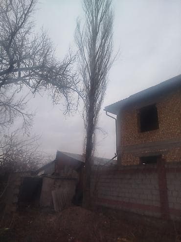 спецодежда рабочая: Саженцы деревьев: Тополя — 2