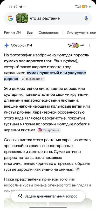 продажа дрова: Продаю саженцы уксусного дерева интернетное название Сумах. высота — 2