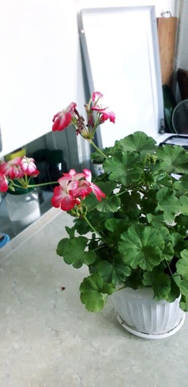 лимон цена за кг бишкек: Саженцы лимонов 2т.с.,5т.с — 8