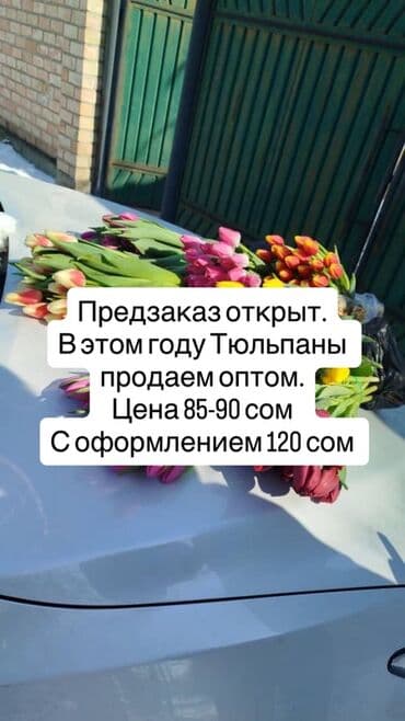 тулпан оптом: Тюльпаны оптом — предзаказ открыт. - Многообразие оттенков: розовые — 1