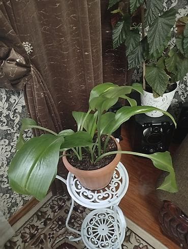 цветы уличный: Продаю комнатные цветы — 5