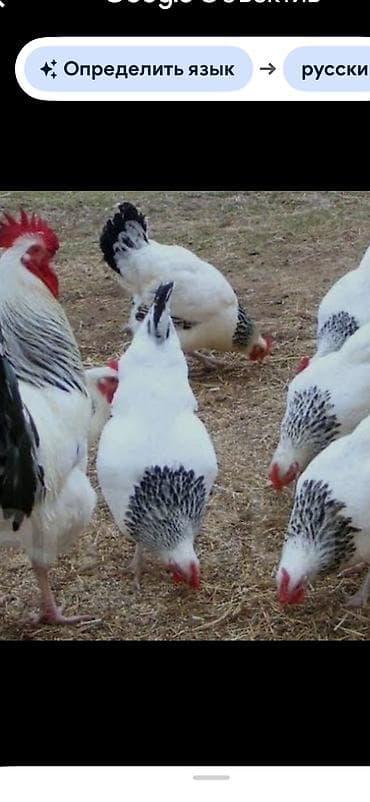 Продаются инкубационные яйца. Порода Адлеровская. 30 сом за штуку