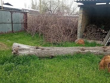 продаю циркулярку: Ствол спиленного дерева (крупномер), цельный бревенчатый отрезок — 3