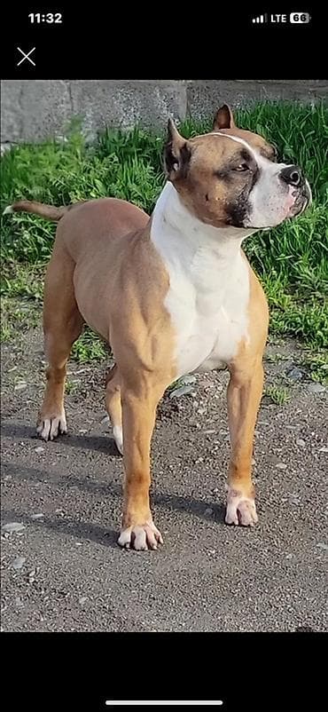 Ковролин: Щенки питбуля и амстаффа lalafo.kg да — 8 Ковролин: Щенки питбуля и амстаффа — 8