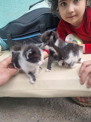 кошки веслоухие: Котята, черно-белые «смокинги» - Возраст: примерно 4–6 недель (по — 4