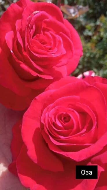 теплица цветы бишкек: Черенки цветка: Розы — 6