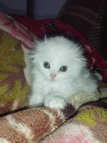 пит: Шотландские котята (вислоухие/страйт от вислоухой кошки) - Помёт от — 4