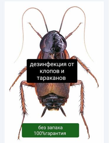 химчистка рядом: Дезинфекция, дезинсекция, | Клопы, Блохи, Тараканы, | Транспорт, Офисы, Квартиры — 2