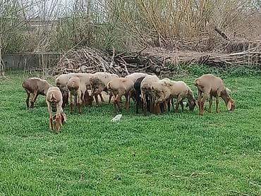 купить перепёлок: Продаю | Ягненок | На забой — 1