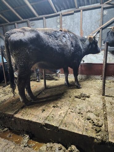 отдам собаку в добрые руки: Продаю | Корова (самка) | Для молока | Привязанные — 1