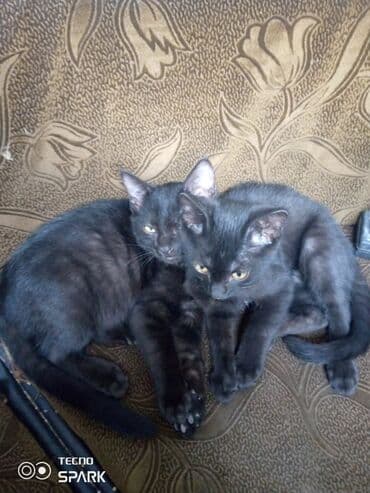 дом для котов: Кошка даром: Беспородная, 3 месяца, Девочка — 2