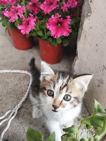 котенок даром: Кошка даром: Беспородная, Мальчик — 2