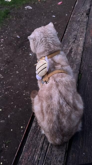 миниатюрные кошки: Вязка: Скотиш Фолд (Шотландская вислоухая), Девочка, 1 год, С прививками, Белый — 3