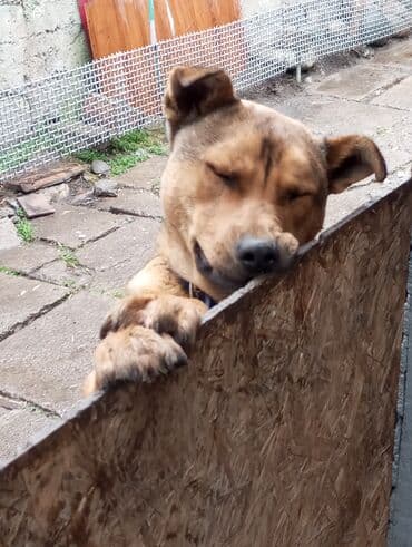 ош собака: Собака даром: Более 5 лет, Самец — 3