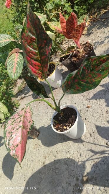 растения для аквариума: Аглаонемы декоративные в горшках — коллекция сортов с яркой — 10