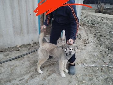 голоден ретривер: 4 месяца, Самец — 1