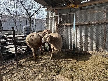 german shepherd: Продаю | Баран (самец) | Для разведения — 2