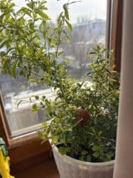 саженцы плодовых деревьев купить: Молодой саженец граната в горшке, готовый к пересадке или выращиванию — 5