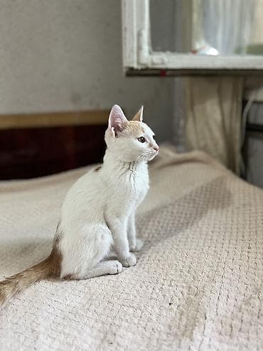 4 месяца, Мальчик, Приучена к лотку at lalafo.kg 4 месяца, Мальчик, Приучена к лотку