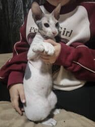 купить восточно европейскую овчарку: Донской сфинкс, 4 месяца, Девочка, Приучена к лотку, Проглистована — 1