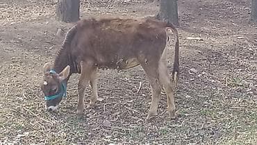 Аквариумдар: Сатам | Кунаажын | Алатоолук | Бордоп семиртүү үчүн — 1