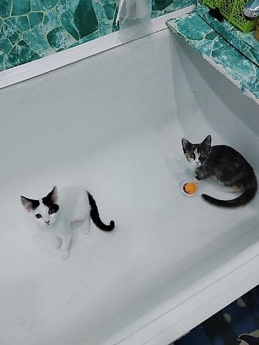 кошка токмок: Котята-дворянчики, окрас на выбор: - Бело-черный с «маской» на глазу и — 2