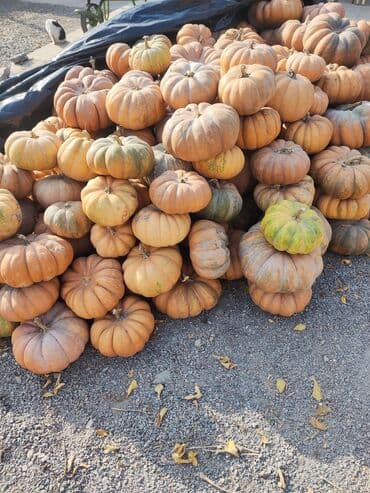 Тыквы рамашка. Золушкана хелуен . крупноплодные, рельефные at lalafo.kg Тыквы рамашка. Золушкана хелуен . крупноплодные, рельефные