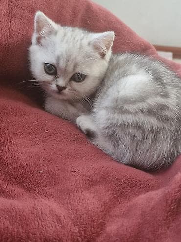 где купить крысу: Скотиш Фолд (Шотландская вислоухая), 2 месяца, Мальчик, Рыжий, Приучена к лотку — 4