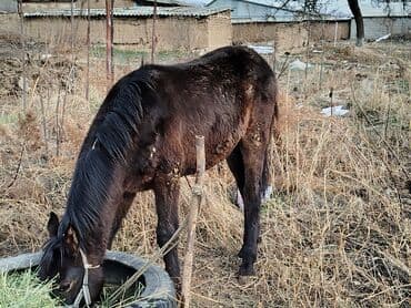 телки годовалые: Продаю | Жеребенок | Полукровка | Рабочий, Конный спорт | Племенные, Мерин — 2