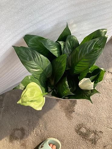 Комнатные растения: 💐Женское счастье белок по 1000с, 💐красное мурское счастье по 1000с — 10