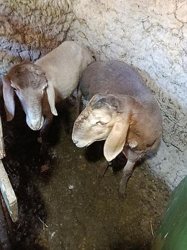 продаю кролики: Продаю | Коза (самка) | Для разведения — 1