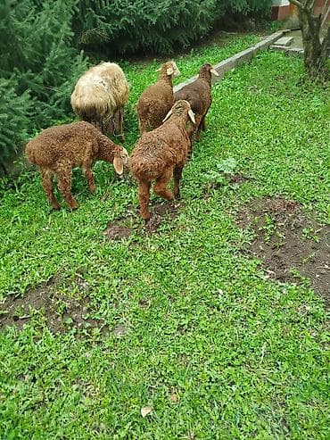 веревка аркан: Продаю | Овца (самка) | Для разведения | Племенные — 1