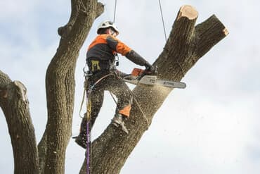срубы: Пилю деревья. Бак кыям Дарак кыям Бак кыркабыз Спилить дерево Услуги — 1
