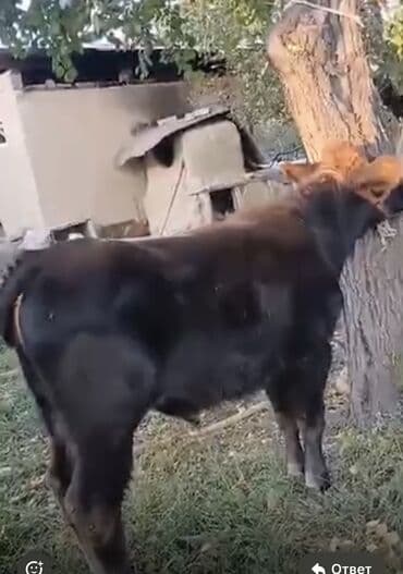 собаку в добрые руки: Продаю | Бык (самец) | Алатауская | На откорм | Привязанные — 12