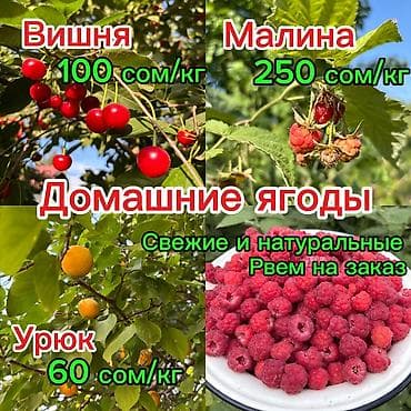 nutrien купить: Вишня, малина и урюк. Свежие 100%, рвем на заказ. Домашние — 1