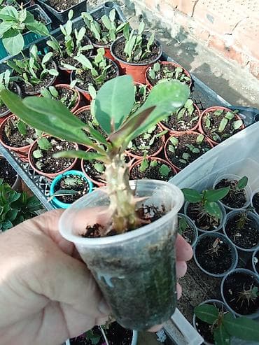 фикус пумила: Бугенвиллея и молочай Миля (Euphorbia milii) — комнатные/балконные — 7