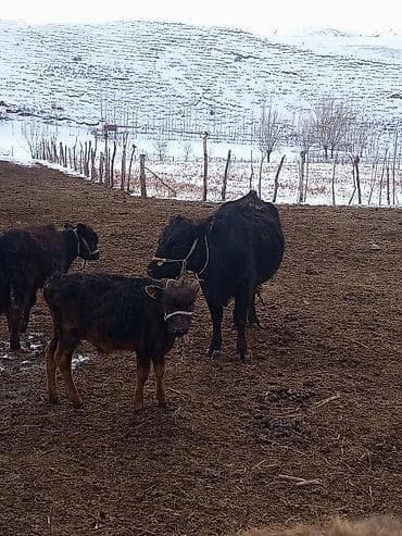 ветеринар аптека: Продаю | Корова (самка) | Абердин-ангус | Для разведения | Привязанные — 3