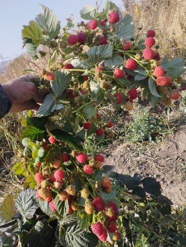 семена клубники бишкек: Малина — 2