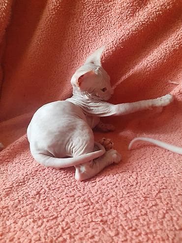 кошки сфинкс цена: Котята канадского сфинкса — 4
