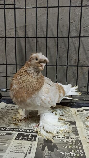 породистые голуби цена: Голуби (САМЦЫ) на продажу. Закрытые, не гоненные, плодные. Нахожусь в — 5