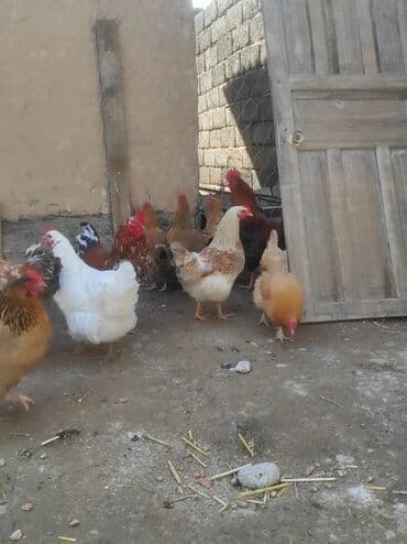куры доминанты: Продаю | Петух, Цыплята, Куры | Арбор айкрес, Брама, Леггорн | На забой, Для разведения, Несушки — 6