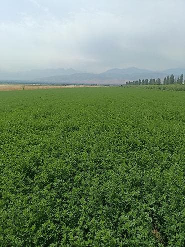 продам курей: Люцерна (кормовая трава) — поле под укос - Культура: люцерна посевная — 2