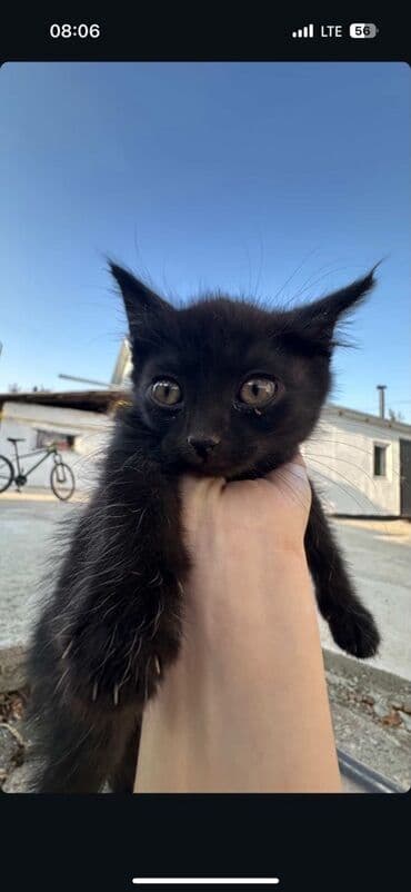 дом кошка: Котята - Возраст: примерно 2–3 месяца (по размеру на фото). - Окрас — 2