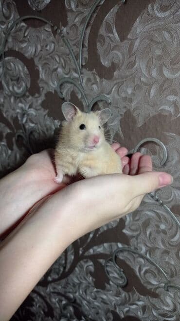 Кемирүүчүлөр: Продаются хомячки джунгарские, сирийские, ангорские пушистые хомячки — 4
