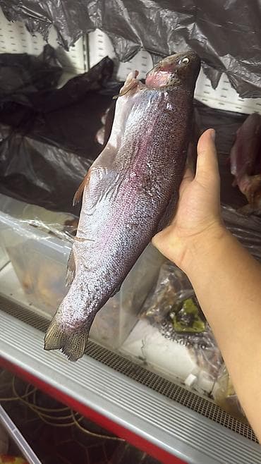 малек осетра: Филе слабосолёной красной рыбы форель нарезанные крупными пластами. - — 3